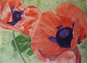 Poppies